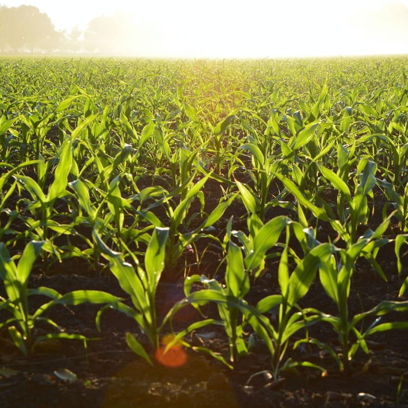 Campos de maíz biofertilizados